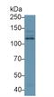 PK3CB antibody, LS-C298072, Lifespan Biosciences, Western Blot image 