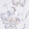 Transcriptional regulator ATRX antibody, A301-045A, Bethyl Labs, Immunohistochemistry frozen image 