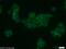 TRAF Interacting Protein antibody, 10332-1-AP, Proteintech Group, Immunofluorescence image 