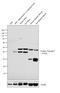 Troponin T2, Cardiac Type antibody, MA1-24621, Invitrogen Antibodies, Western Blot image 