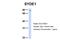 Synapse Defective Rho GTPase Homolog 1 antibody, 25-795, ProSci, Western Blot image 