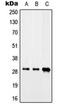 SAP domain-containing ribonucleoprotein antibody, orb215320, Biorbyt, Western Blot image 