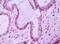 Membrane Metalloendopeptidase antibody, 32-127, ProSci, Enzyme Linked Immunosorbent Assay image 
