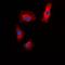 Islet Amyloid Polypeptide antibody, orb214075, Biorbyt, Immunofluorescence image 