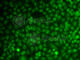 Growth Arrest And DNA Damage Inducible Alpha antibody, A1797, ABclonal Technology, Immunofluorescence image 