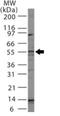 BCL2 Like 13 antibody, GTX13862, GeneTex, Western Blot image 