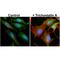 Tubulin Alpha 1b antibody, M08382-3, Boster Biological Technology, Immunocytochemistry image 