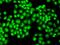 General Transcription Factor IIF Subunit 1 antibody, orb135622, Biorbyt, Immunocytochemistry image 