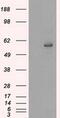 Cytochrome P450 Family 2 Subfamily E Member 1 antibody, MA5-25001, Invitrogen Antibodies, Western Blot image 
