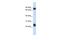 Tetraspanin 8 antibody, PA5-42889, Invitrogen Antibodies, Western Blot image 