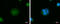 IQ Motif Containing C antibody, GTX120509, GeneTex, Immunofluorescence image 