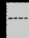 RNA Polymerase II Subunit C antibody, 202967-T36, Sino Biological, Western Blot image 