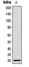 H1 Histone Family Member 0 antibody, LS-C353993, Lifespan Biosciences, Western Blot image 