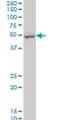 Dual Specificity Phosphatase 5 antibody, H00001847-M03, Novus Biologicals, Western Blot image 