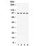 Programmed Cell Death 6 Interacting Protein antibody, R32288, NSJ Bioreagents, Western Blot image 