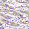 Thioredoxin, mitochondrial antibody, 14-528, ProSci, Immunohistochemistry frozen image 