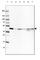 Beta-Actin antibody, AMAb91241, Atlas Antibodies, Western Blot image 