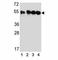 Tubulin Beta 4B Class IVb antibody, F49034-0.4ML, NSJ Bioreagents, Western Blot image 