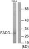 Fas Associated Via Death Domain antibody, LS-B7559, Lifespan Biosciences, Western Blot image 