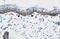 Nudix Hydrolase 9 antibody, 28-309, ProSci, Immunohistochemistry frozen image 
