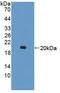 Interleukin 10 antibody, abx130919, Abbexa, Western Blot image 