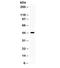 Cell Division Cycle 37 antibody, R32244, NSJ Bioreagents, Western Blot image 