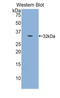 Calpain 1 antibody, LS-C298511, Lifespan Biosciences, Western Blot image 