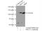 Phosphatidylinositol-4,5-Bisphosphate 3-Kinase Catalytic Subunit Alpha antibody, 21890-1-AP, Proteintech Group, Immunoprecipitation image 