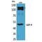Growth Differentiation Factor 9 antibody, LS-C387071, Lifespan Biosciences, Western Blot image 