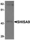 Shisa Family Member 9 antibody, orb95548, Biorbyt, Western Blot image 