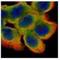 Cystatin B antibody, NBP1-31838, Novus Biologicals, Immunofluorescence image 