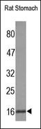 Gastric Inhibitory Polypeptide antibody, 250668, Abbiotec, Western Blot image 