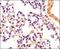 Caspase 4 antibody, NB120-10454, Novus Biologicals, Immunohistochemistry paraffin image 