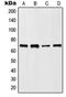 Methyl-CpG Binding Protein 2 antibody, orb340954, Biorbyt, Western Blot image 