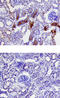 Brain trypsinogen antibody, MAB3565, R&D Systems, Immunohistochemistry paraffin image 