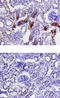 Serine Protease 3 antibody, MAB3565, R&D Systems, Immunohistochemistry paraffin image 