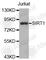 Sirtuin 1 antibody, A0127, ABclonal Technology, Western Blot image 
