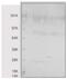 Heme Oxygenase 1 antibody, 13060, QED Bioscience, Western Blot image 