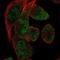 RNA Binding Motif Protein 24 antibody, HPA067231, Atlas Antibodies, Immunofluorescence image 