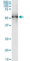 Dolichyl-Diphosphooligosaccharide--Protein Glycosyltransferase Non-Catalytic Subunit antibody, LS-C197036, Lifespan Biosciences, Western Blot image 