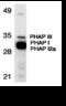 Acidic Nuclear Phosphoprotein 32 Family Member A antibody, 11086, QED Bioscience, Western Blot image 