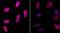 Histone H2A.x antibody, A300-081A, Bethyl Labs, Immunofluorescence image 
