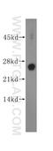 Thioesterase superfamily member 4 antibody, 14692-1-AP, Proteintech Group, Western Blot image 