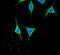 Amylase Alpha 2A (Pancreatic) antibody, PA5-25330, Invitrogen Antibodies, Immunofluorescence image 