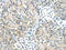 Cholinergic Receptor Nicotinic Alpha 1 Subunit antibody, CSB-PA169699, Cusabio, Immunohistochemistry frozen image 