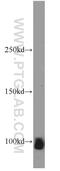 ATPase Na+/K+ Transporting Subunit Alpha 2 antibody, 55179-1-AP, Proteintech Group, Western Blot image 