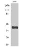 Apolipoprotein L1 antibody, A01841, Boster Biological Technology, Western Blot image 