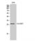 CDC42 Effector Protein 2 antibody, LS-C382598, Lifespan Biosciences, Western Blot image 