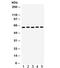 Monoamine Oxidase A antibody, R32008, NSJ Bioreagents, Western Blot image 
