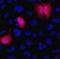 Morphogenetic neuropeptide antibody, 26183-D650, Invitrogen Antibodies, Immunofluorescence image 